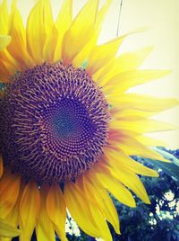 Close-up of sunflower