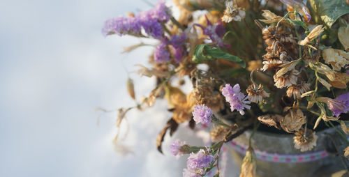 Close-up of purple flowers