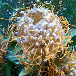 Close-up of cactus plant