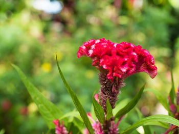 Close-up of red flower blooming in garden