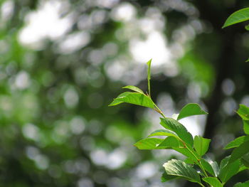 Close-up of green leaves on plant