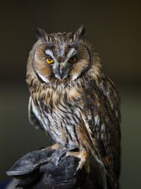 Close-up portrait of owl perching on tree