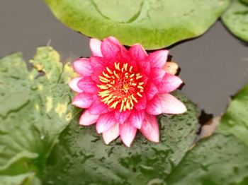 High angle view of pink flower blooming outdoors