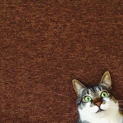 Portrait of cat on floor