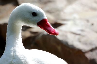 Close-up of bird