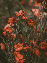 Wild flower in the garden