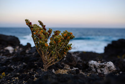 Close-up of dead plant on rock at sea shore against sky