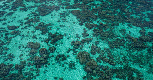 High angle view of coral in swimming pool