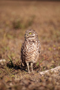 Burrowing owl athene cunicularia perched outside its burrow on marco island, florida