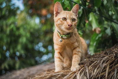 Portrait of a cat