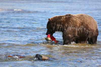 Alaskan brown bear sitting in the riverbed of moraine creek, katmai national park, alaska