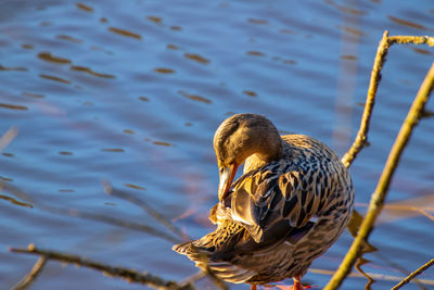 High angle view of a duck in lake