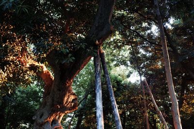 Low angle view of sunlight streaming through trees in forest