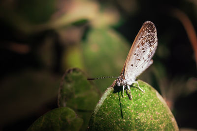 Close-up of butterfly on leaf