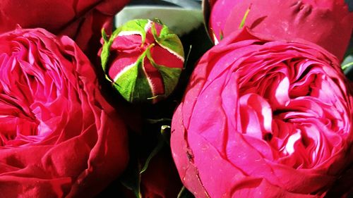 Close-up of pink rose