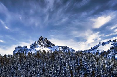 Pine trees on snowcapped mountain against sky
