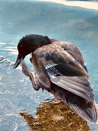 Close-up of bird flying over lake