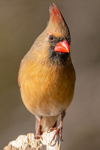 Close-up of a bird