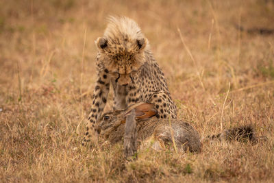 Young cheetah playing with hare on field