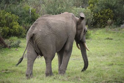 Side view of elephant standing on field