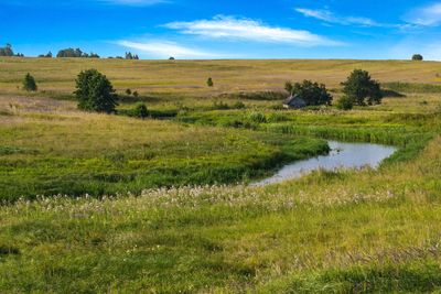 Scenic view of agricultural field against sky
