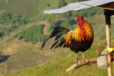 A rooster perching on a roost 