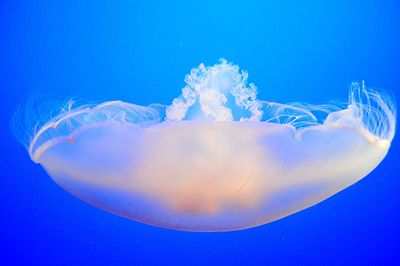 Close-up of jellyfish swimming in water