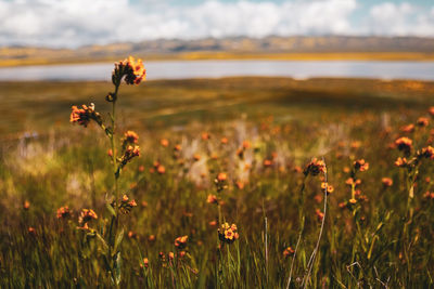 Close-up of flowering plant on field