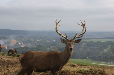 Portrait of deer against sky