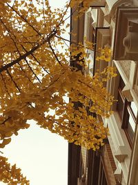 Low angle view of yellow flower tree