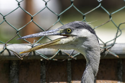 Close-up of bird perching on chainlink fence