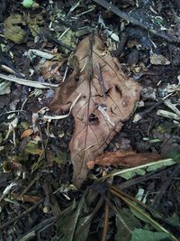 Close-up of leaves