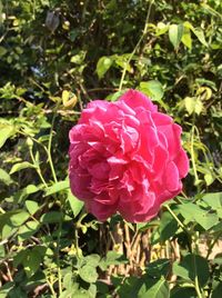 Close-up of wet pink flower blooming outdoors