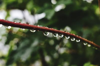 Close-up of wet plant during rainy season