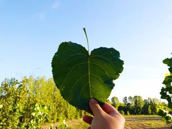 Close-up of hand holding leaf against sky