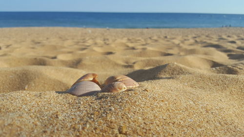 Close-up of shells on sand at beach