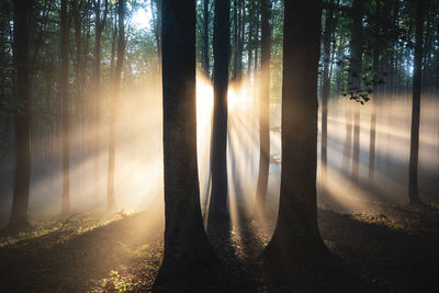 Magical sunrise in the forest. sun rays shine through the beech trees in the wilderness.	