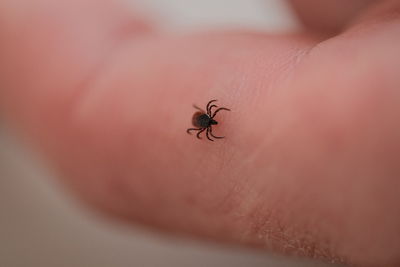 Close-up of insect on hand