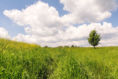 Scenic view of agricultural field against sky