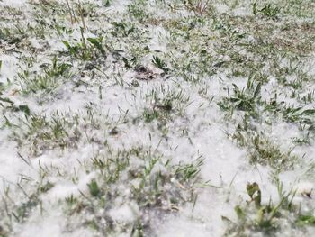 Full frame shot of frozen plants on field