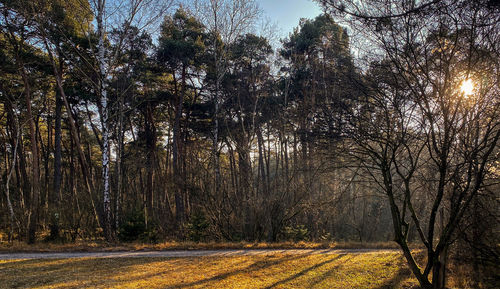 Trees growing in forest during autumn