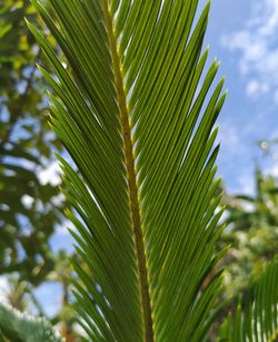 Low angle view of palm tree against sky