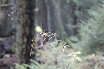 Close-up of plant