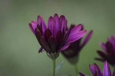 Close-up of pink flower blooming outdoors