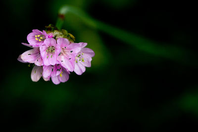 Close-up of pink flowers blooming outdoors