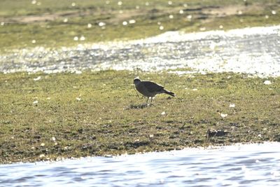 Bird perching on a land