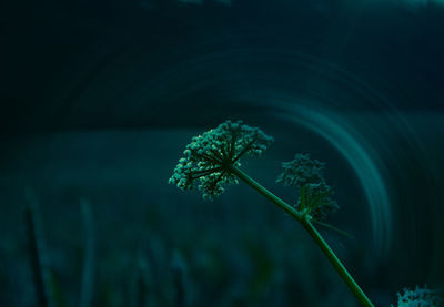 Close-up of water on plant