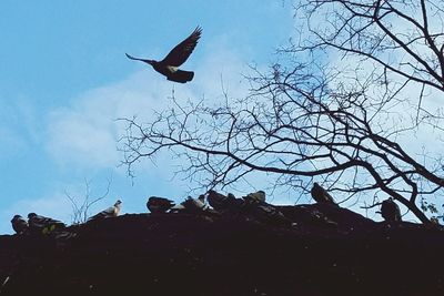 Low angle view of bird flying against the sky