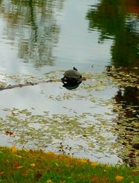 Ducks swimming in lake