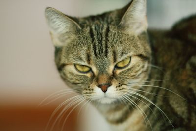 Close-up portrait of cat